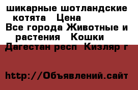 шикарные шотландские котята › Цена ­ 15 000 - Все города Животные и растения » Кошки   . Дагестан респ.,Кизляр г.